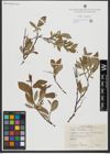 Foto von Salix hastata L.